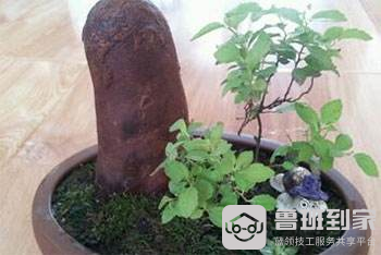 檀香木盆景怎么养？