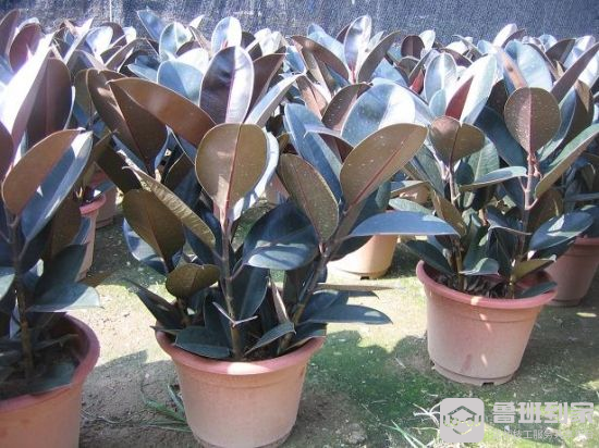 八个黑金刚耕作方法