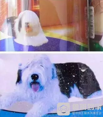 看小狗分辨多乐士乳胶漆真伪
