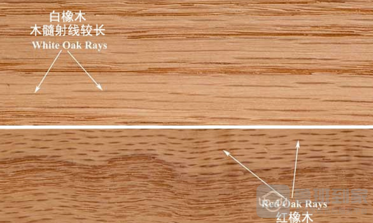 如何区分红橡木与白橡木?