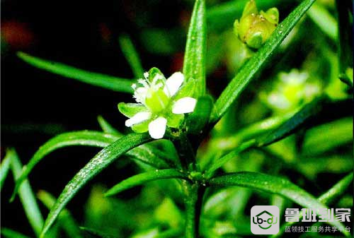 吸水石上种什么植物好之漆姑草