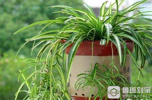 植物可以吸收甲醛之吊兰