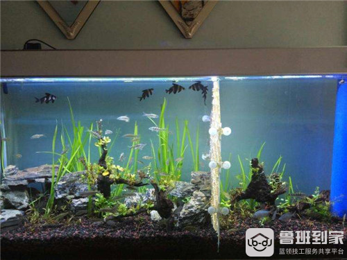 鱼缸干湿分离是什么意思？有什么特点？