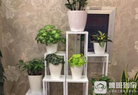 高脚花架怎么摆放？