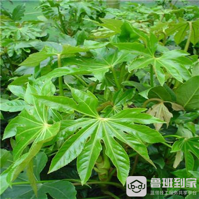 八角金盘的功效与作用是什么