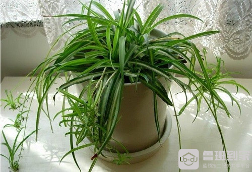 防辐射的植物之吊兰