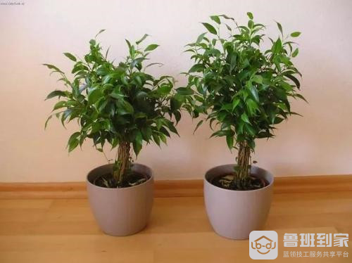 防辐射的植物之垂叶榕
