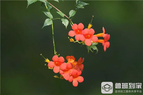 院子里种凌霄花吉利吗？看完心中有数