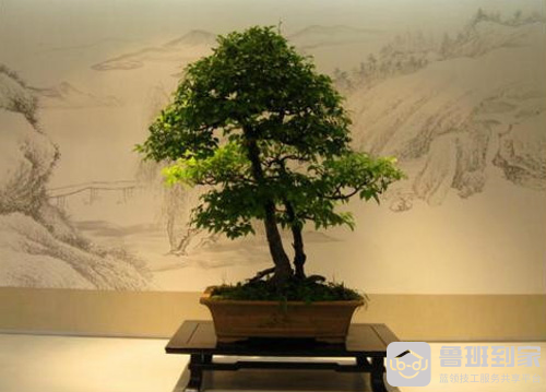 盆景艺术五大流派之扬派