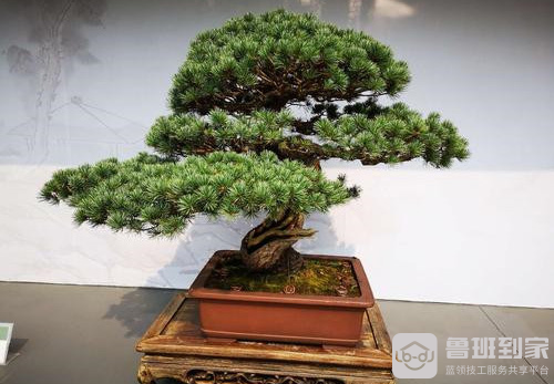 盆景艺术五大流派之苏派