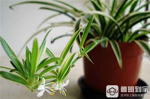 吸收甲醛的植物之吊兰