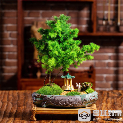 带你了解蓬莱松盆景的养殖方法和注意事项