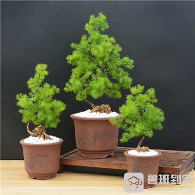 带你了解蓬莱松盆景的养殖方法和注意事项