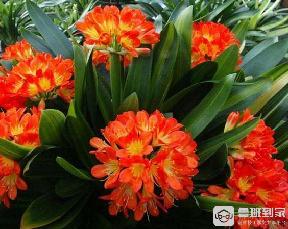君子兰摆放哪里招财？注意这些地方千万不能摆放
