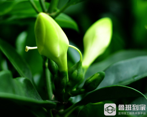 非洲茉莉开花吗？多久浇一次水