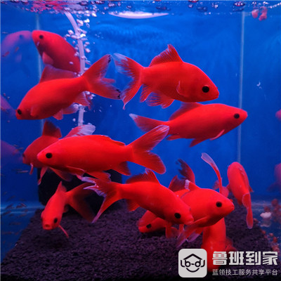 发财鱼怎么养？这几点可得注意