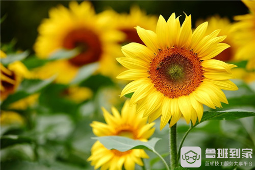 向日葵的花语和寓意是什么？可别送错了
