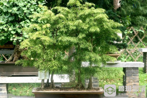 松树的种类，原来有这十种