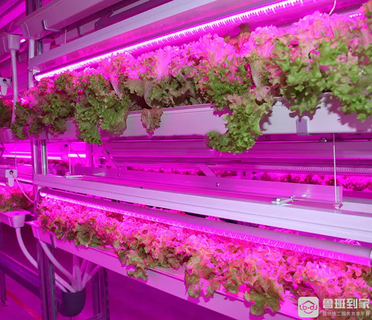 全光谱灯是什么意思，如何挑选全光谱植物灯