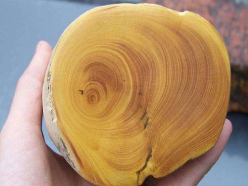 什么是小叶黄杨木小叶黄杨木的4种鉴别方法