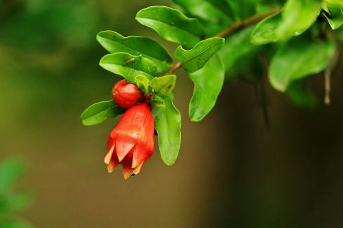 石榴花像什麼石榴花怎麼種植