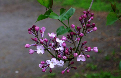 丁香花的花語 丁香花什麼季節開花