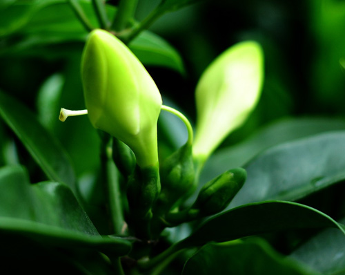 2,花友家的很多非洲茉莉多年不開花,其實不是病害,只是養護環境不同而